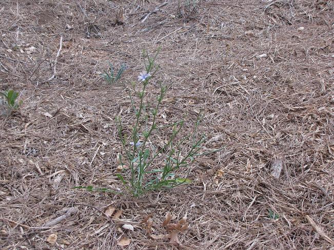 Cichorium intybus